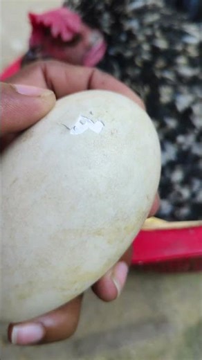 Mother Hen Hatching Swan Eggs 🐔🥚🦢 | Unexpected Cute Moment