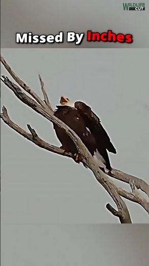 Falcon Strike vs Eagle Reflexes | Animal moments #shorts