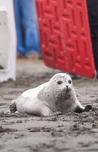 Once the wildlife response harbor seal patients have “graduated” from fish school, are at a healthy weight, and have a clean bill of health from the ASLC veterinarians, it’s time for them to make the trip back to the ocean! Four of the six harbor seal patients who were successfully rehabilitated this year were released on a very rainy day in Kenai, Alaska. | Alaska SeaLife Center