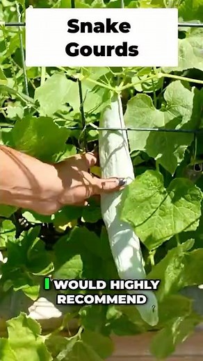 Homegrown Snake Gourd Harvest 🥒 | Fresh, Delicious & Easy to Grow!