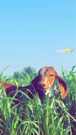 ᰼ 𑂮𑂰𑂒၃ ભ၃𑂥𑂰𑂙🫅🏻 on Instagram: "!! Gopiii 𓃖❤🪈___ !! . . . (how to viral reels, how to increase followers, how to viral reels on instagram, how to viral instagram reels, how to increase followers on instagram, instagram account settings, instagram growth) . . . #__romiyo_bharwad__ #bharwad #maldhari #bharwad👑"