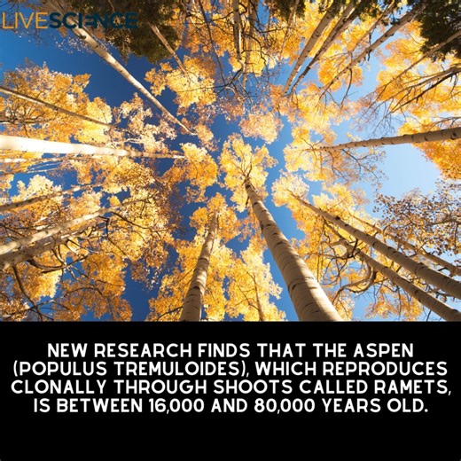 39K views · 1.2K reactions | The clonal quaking aspen known as Pando is between 16,000 and 80,000 years old. Learn more  https://trib.al/OhWsYWF | LiveScience | Facebook