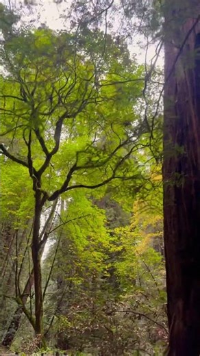 The Spirit of the Trees 🌳✨ | Breathe with Nature #777 #nature