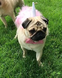 Meet Milo the hangry unicorn! 🦄🦄🦄🦄 | boohoo.com