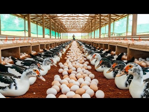 🦆 Free Range Duck Farming for Profit - Complete Business Guide 2025