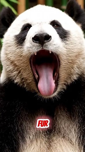Do Pandas Really Have Eye Bags #panda #science #shorts #funfacts #animals