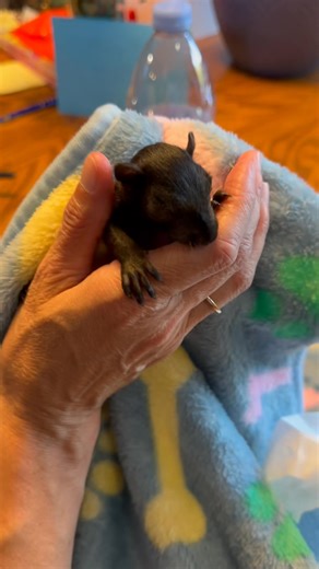 5.8K views · 186 reactions | Our rescued baby squirrel is finally opening his eyes. Misty has done a wonderful job with this little boy. | Animal Magic, Inc. | Facebook