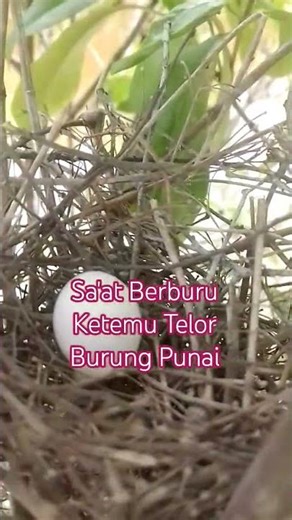 #Burung Punai Lagi Bertelor