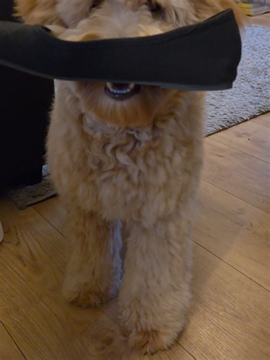 Charlie the Cockapoo: A Hilarious Adventure