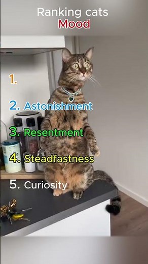 These Cat Faces Will Make You Laugh So Hard!