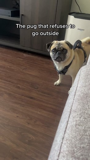 Stubborn Pug Training Tips