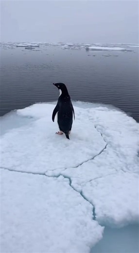 A single penguin stands on a melting sheet of ice, surrounded by endless gray waters. ❄️🌊 As the cracks grow and snow begins to fall, it calls out — searching for something, or someone, beyond the frozen horizon. A haunting reminder of what we’re losing… and who’s left behind. 🌍💧 #fypシ゚viralシfypシ゚ #savetheplanet #aivideo #emotionalvideo #penguinstory | WildAi