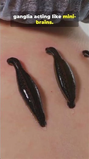 Leeches 7 Wild Facts in 30s!