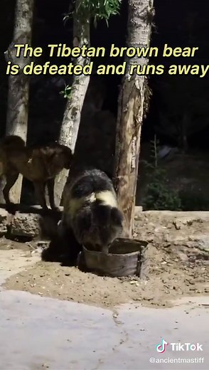 The thief brown bear,Tibetan mastiffs show their true colors,to bear against#bear #tibetanmastiff #fight #gaint #fypシ #dog #animal #foryoupage