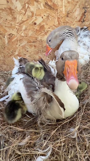 Snuggle Time with Mama #Goose 🪿 | MrGeese