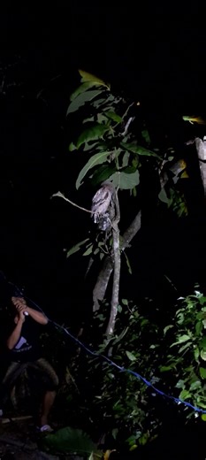 Catching Birds with a Net #shorts