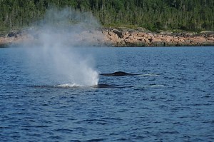 Comment fonctionne le système respiratoire des baleines? - Baleines en direct