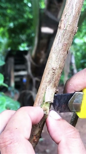 Easy Step by Step Guava Budding Technique EP428