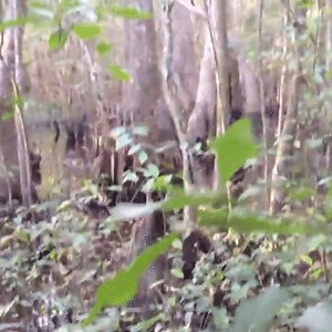 5.6K views · 195 reactions | The Josh Highcliff ‘Skunk Ape’ Footage Revisited - On October 28th, 2013, a hunter named Josh Highcliff uploaded a clip to his YouTube channel showing what appeared to be a large bipedal creature covered in dark hair… https://sasquatchchronicles.com/the-josh-highcliff-skunk-ape-footage-revisited/ | Sasquatch Chronicles | Facebook