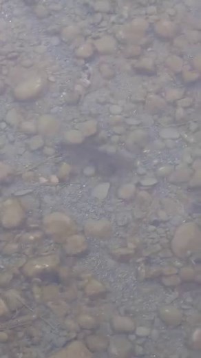 They say that the Bow River is one of the best places to Trout fish. You can easily see them from the Peace Bridge in downtown Calgary 🎣 Reminder: fishing from bridges is not allowed in Alberta 😜 #Trout #RainbowTrout #BrownTrout #Fishing #Canada #Calgary #Alberta #BowRiver #River #flyfishing | CMcalgary