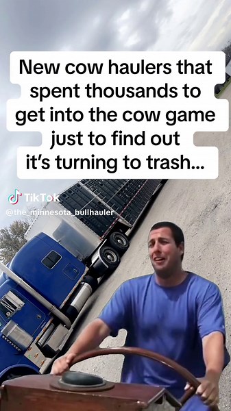 Bull Hauler with Big Ego | New Cow Haulers' Struggle