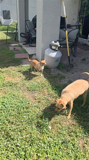 Gia, Loki and Chi chi out back. | Nicole Davis