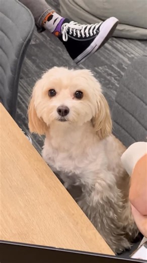 headspace Indooroopilly on Instagram: "When you didn’t prepare for the team meeting and thought no one would notice 🐶💚"