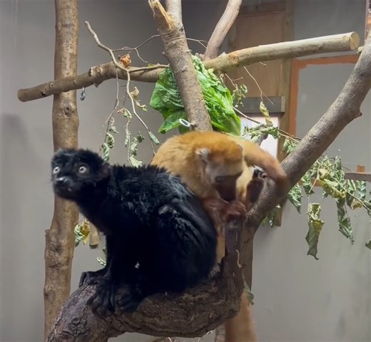 Have you met Olanna and Haja yet? Our blue-eyed black lemur pair are loving their new home in the Madagascar habitat, and keepers are hoping that they will soon breed! The Critically Endangered lemurs are among the 25 most threatened primate species in the world. This makes them an important part of our species plan, which focuses on keeping animals that are linked to Bristol Zoological Society’s conservation work around the world. Read about the pair: https://bristolzoo.org.uk/news/welcome-haja