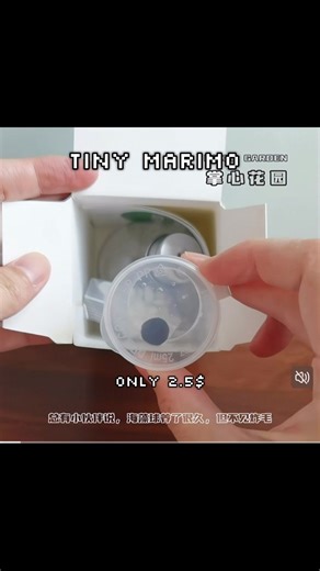 Tiny Marimo Moss Balls Available for Pre-Order