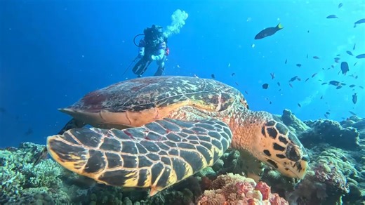 Caught this gentle beauty enjoying a peaceful meal beneath the waves just another magical moment in the Maldives with Yasawa Princess. #YasawaPrincess #Turtle #UnderwaterMagic #MaldivesMoments #OceanLife | MV Yasawa Princess Maldives