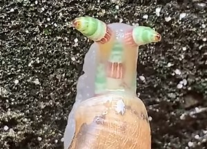 Vidéo : un «escargot-zombie» lumineux et clignotant aperçu à Taïwan