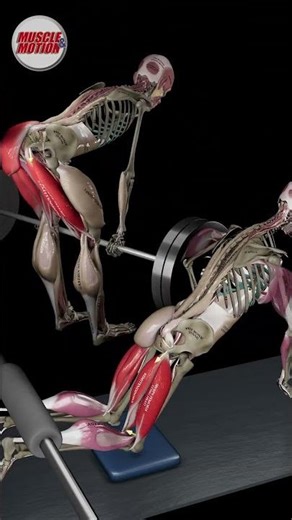 Which exercise is better for hamstring hypertrophy? 🦵