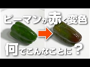 ピーマンが赤く変色！何でこんなことに！これ食べれるの？味や食感は？