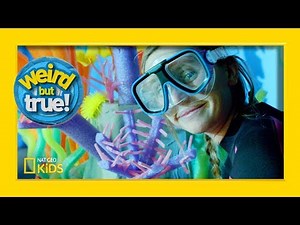 5 Awesome Crafts From “Weird But True!” | Weirdest, Bestest, Truest