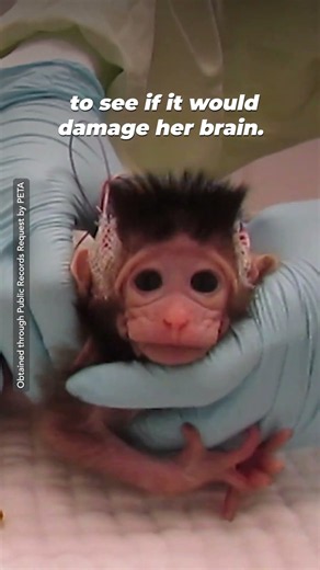 They Experimented on Baby Monkeys Just 2 Days Old 💔🐒