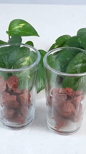 How to Grow Money Plant in water | Complete guide for beginners | Indoor Money Plant Care