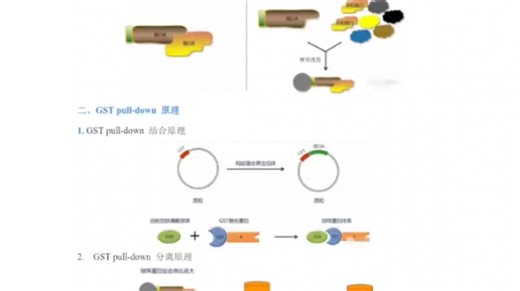 医学生&科研狗 GST pull-down与Co-IP实验的区别