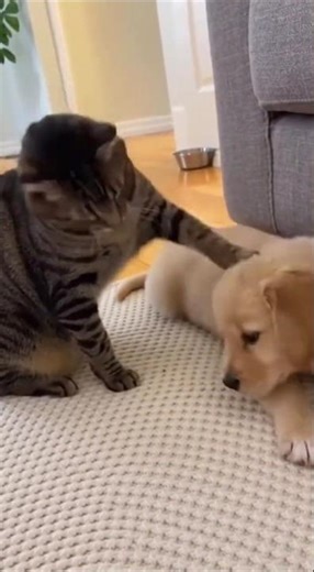 Cat Smacks Puppy Fast Until Mom Golden Retriever Walks In