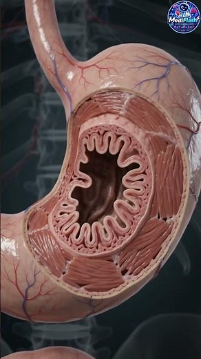 Découvrez le corps humain en quelques secondes#HumanBody #AnatomyEducation #MedicalShorts #Science