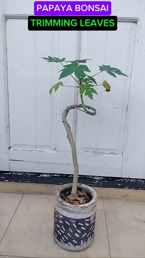 BONSAI PAPAYA #tutorialsvideos #gardening #bonsai | Honesto Deliva Jr.