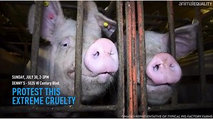 Take a stand against animal cruelty. | Animal Equality