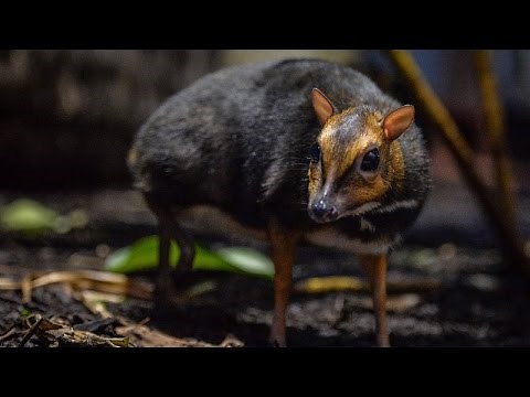 Rare Philippine Mouse Deer Born At Zoo Is The Size Of A Christmas Ornament