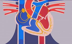 The Anatomy and Physiology of Heart Sounds: The Conduction System