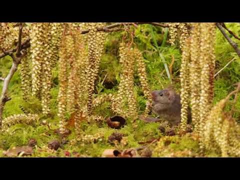 George the Mouse playing Hide and Squeak in the catkins