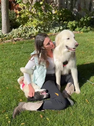 8.1K views · 201 reactions | Lainey and Thor are available for adoption! Look at these ham bones! They will be in Montana this week!  Apply now!! | Great Pyrenees Rescue, Montana | Facebook