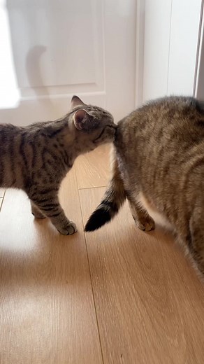 Humorous Moments with a Playful Tabby Cat