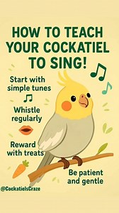 456K views · 6K reactions |  Teach Your Cockatiel to Sing Like a...