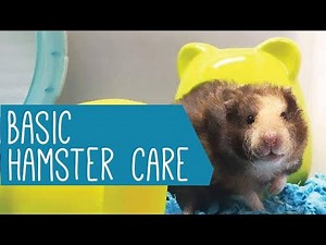 Basic Hamster care and guidelines for Newbies