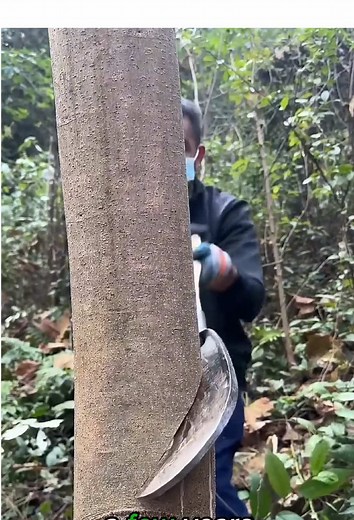Rubber Tree Farming: The $200K Annual Loss