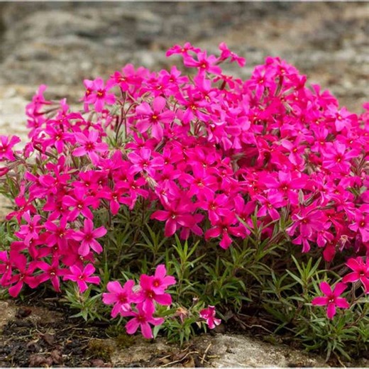 Thompson & Morgan Phlox subulata Red Admiral Red Wings 5 Plug Plants